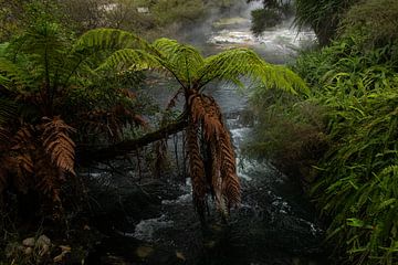 Jungle vibes in Nieuw Zeeland van Nynke Altenburg