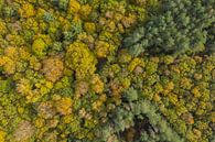 Ein niederländischer Wald in Herbstfarben von oben gesehen von Menno Schaefer Miniaturansicht