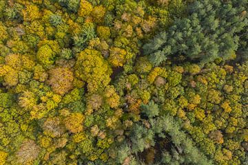 Ein niederländischer Wald in Herbstfarben von oben gesehen