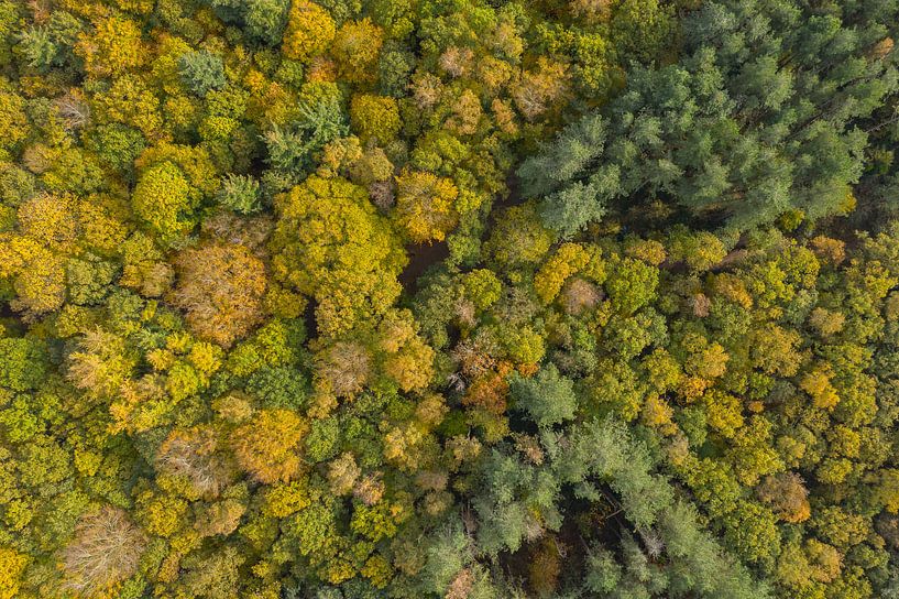 Een Nederlands bos in herfstkleuren van bovenaf gezien van Menno Schaefer