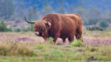 Ein schottischer Highlander-Bulle
