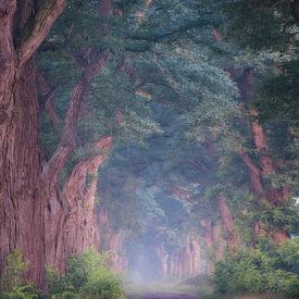 Fairytale Lane by Antoine van de Laar