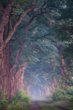 Chemin de conte de fées sur Antoine van de Laar