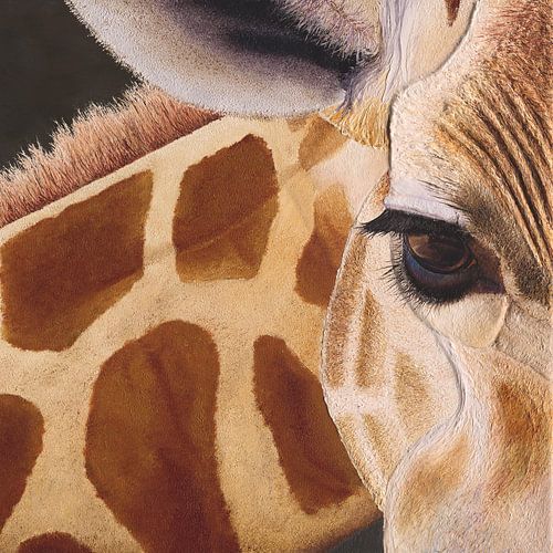 Girafe. ( girafe )