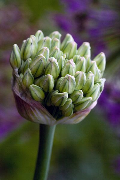 white purple by Luchiena Heine