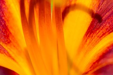 Verleiding - macrofotografie van Qeimoy