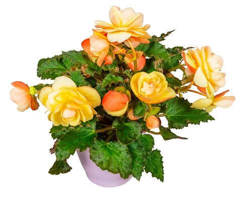 Oranje begonia bloemen in een bloempot op een witte achtergrond
