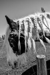 Prachtige foto van een paard met prachtig haar