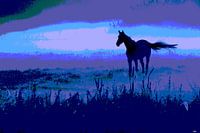 Cheval de rêve