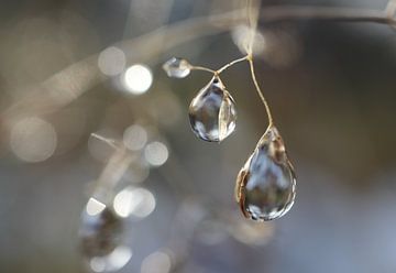 What drops! by Angelique Raaijmakers