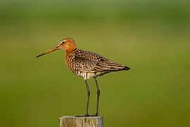 Uferschnepfe von Mark Baas