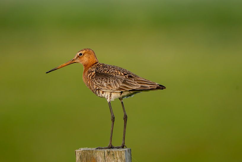 Black-tailed godwit by Mark Baas