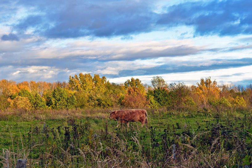 Scottish Highland cattle in the autumn evening sun by Silva Wischeropp