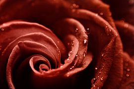 Enchanting Macro Photo of Deep Red Rose with Dewdrops: Natural Beauty in Detail by Elianne van Turennout
