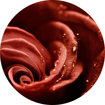 Een prachtige rode roos van Elianne van Turennout
