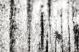 Macro 2 by Mariëlle de Valk