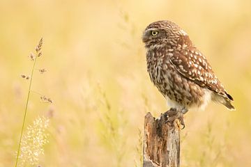 Little owl in the field by Kris Hermans