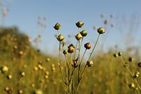 een vlas plant met zaden closeup in een vlas veld
