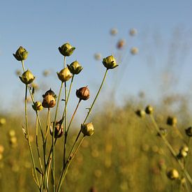 een vlas plant met zaden closeup in een vlas veld van Angelique Nijssen