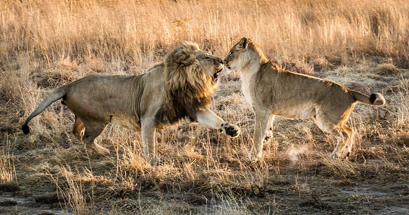 Combat de chats par Claudia van Zanten