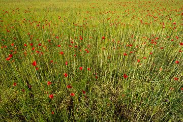 Veld met helderrode maïspapaverbloemen in de lente van de-nue-pic