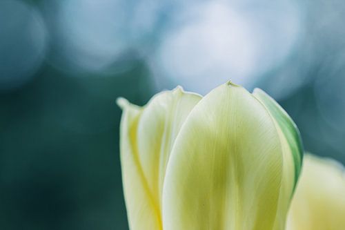 Tulpen in het licht
