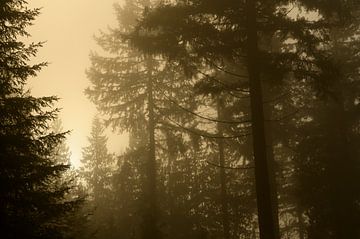 Dennenbos tijdens een mistige winterochtend