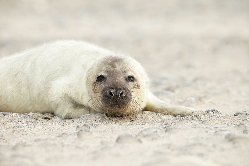Seal by Ronald Kromkamp