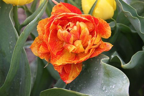 Tulp geel oranje