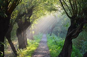 Brume dans les Rhoonse Grienden sur Annemarie Goudswaard