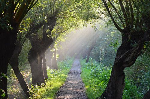 Nevel in de Rhoonse Grienden