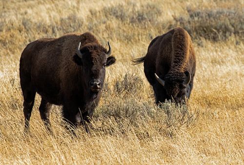 Yellowstone National Park Bison