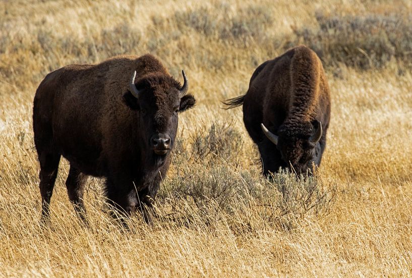 Yellowstone National Park Wisent von Eva Rusman