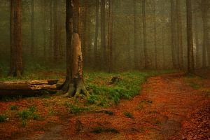 Herbstwaldweg von Heike Hultsch