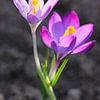 Crocus twins by Roswitha Lorz