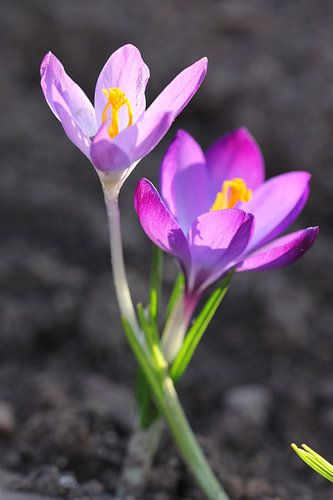 Crocus twins