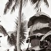 Boomhut met palmboom in sepia | reisfotografie print | Bali Indonesië van Kimberley Jekel