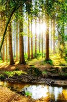 Spring in the forest