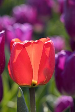een romantische rode tulp in een paars tulpenveld van W J Kok