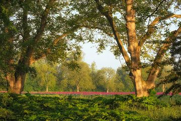 Magnifique champ de coquelicots dans la verdure