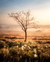 L'arbre solitaire