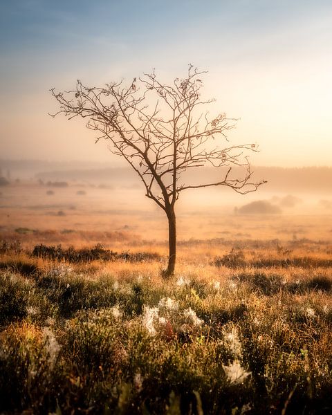 Einsamer Baum von Jeroen Luyckx