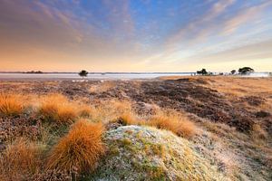 Heidelandschaft in Drenthe mit Nebel bei Sonnenaufgang