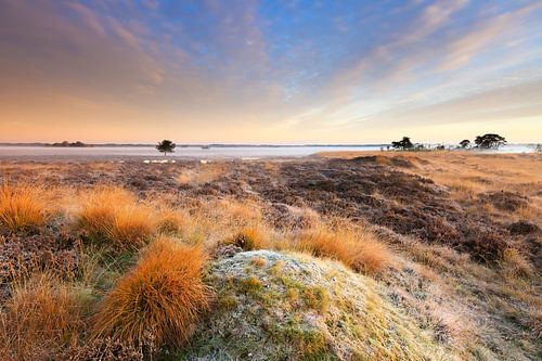 Heide landschap in Drenthe met mist tijdens zonsopkomst
