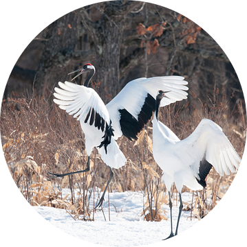 Dansende Chinese Kraanvogels in de sneeuw van Rick van der Weijde