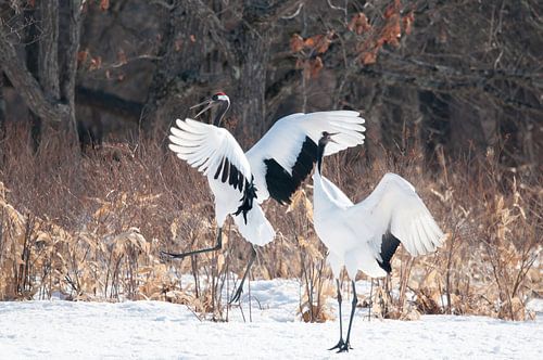 Dancing Red-Crowned Cranes in the Snow