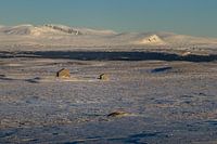 Chalets isolés dans la plaine.