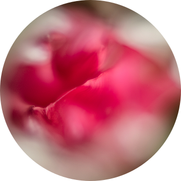 Tulpenblad van Freddy Hoevers