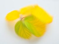 Playful autumn colours 2