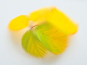 Speelse herfstkleuren 2